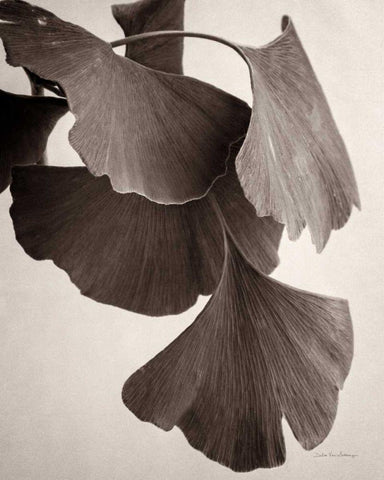 Gingko Sepia White Modern Wood Framed Art Print with Double Matting by Van Swearingen, Debra