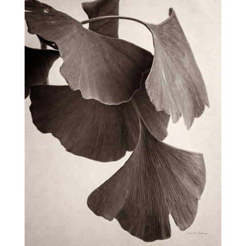 Gingko Sepia White Modern Wood Framed Art Print by Van Swearingen, Debra