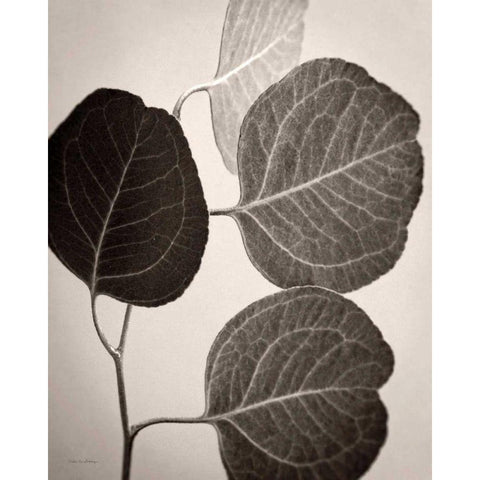 Eucalyptus Sepia Black Modern Wood Framed Art Print with Double Matting by Van Swearingen, Debra