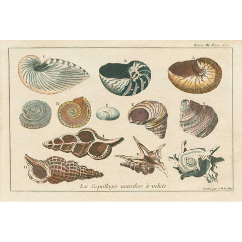 Shell Etchings I White Modern Wood Framed Art Print by Wild Apple Portfolio