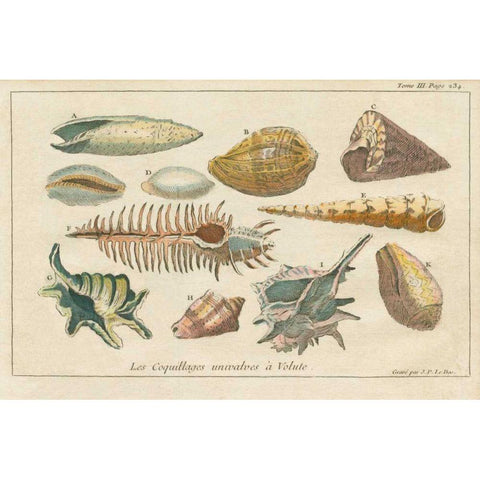 Shell Etchings II White Modern Wood Framed Art Print by Wild Apple Portfolio