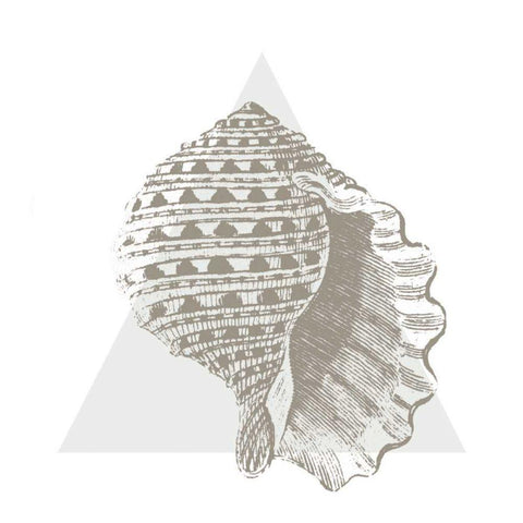 Conchology Sketches III Black Modern Wood Framed Art Print with Double Matting by Wild Apple Portfolio