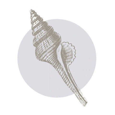 Conchology Sketches IV Gold Ornate Wood Framed Art Print with Double Matting by Wild Apple Portfolio