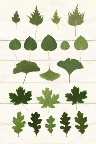 Leaf Chart I Shiplap White Modern Wood Framed Art Print with Double Matting by Wild Apple Portfolio