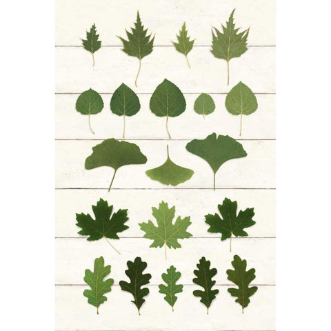 Leaf Chart I Shiplap White Modern Wood Framed Art Print by Wild Apple Portfolio