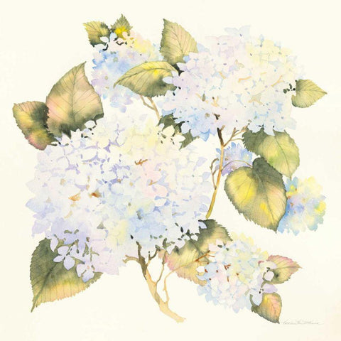 Hydrangeas Gold Ornate Wood Framed Art Print with Double Matting by McKenna, Kathleen Parr