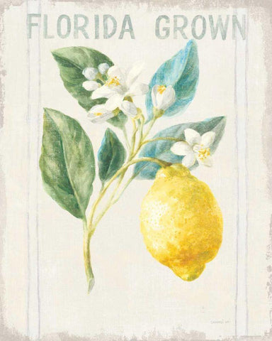 Floursack Lemon I v2 White Modern Wood Framed Art Print with Double Matting by Nai, Danhui