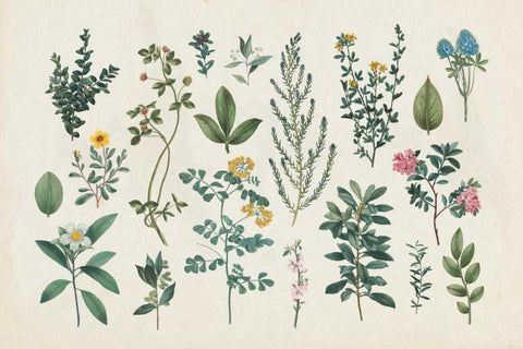 Victorian Garden III Black Ornate Wood Framed Art Print with Double Matting by Wild Apple Portfolio