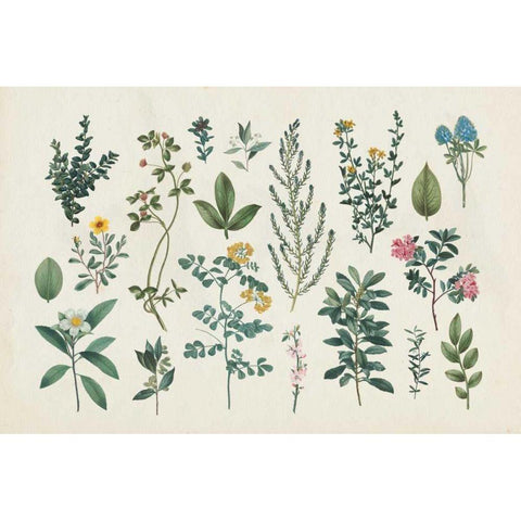 Victorian Garden III Black Modern Wood Framed Art Print by Wild Apple Portfolio