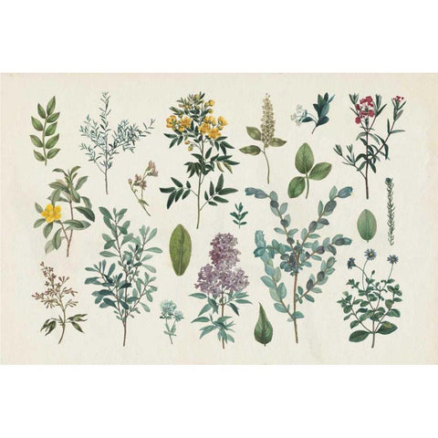 Victorian Garden IV Black Modern Wood Framed Art Print with Double Matting by Wild Apple Portfolio