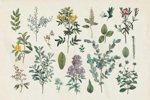 Victorian Garden IV Black Ornate Wood Framed Art Print with Double Matting by Wild Apple Portfolio