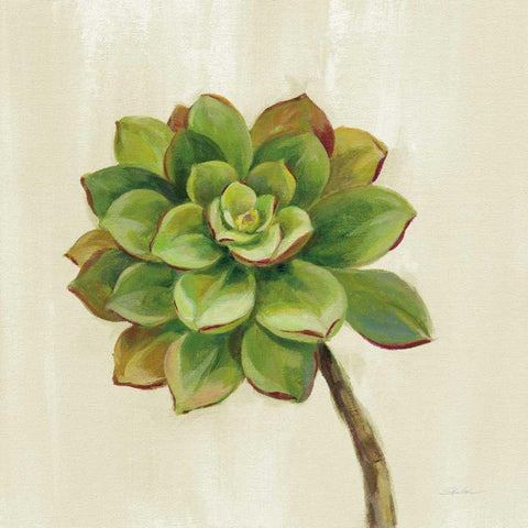 Front Yard Succulent IV White Modern Wood Framed Art Print with Double Matting by Vassileva, Silvia