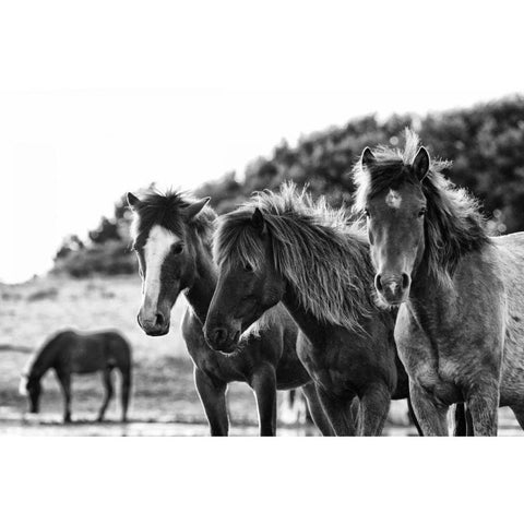 Horses Three Gold Ornate Wood Framed Art Print with Double Matting by Aledanda