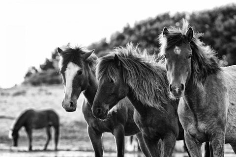 Horses Three White Modern Wood Framed Art Print with Double Matting by Aledanda