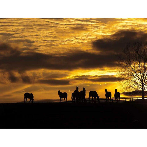 Horses at Sunset Gold Ornate Wood Framed Art Print with Double Matting by Aledanda