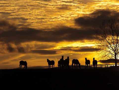 Horses at Sunset White Modern Wood Framed Art Print with Double Matting by Aledanda