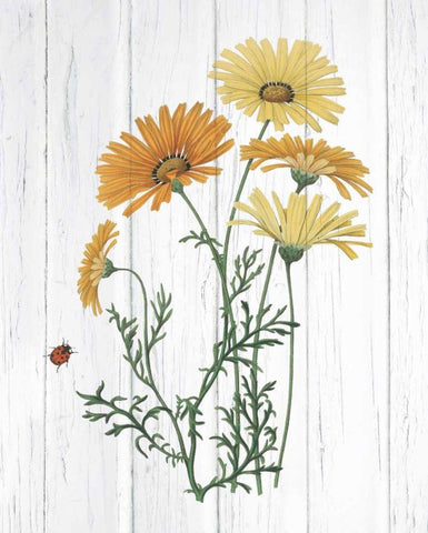 Botanical Bouquet on Wood I White Modern Wood Framed Art Print with Double Matting by Wild Apple Portfolio