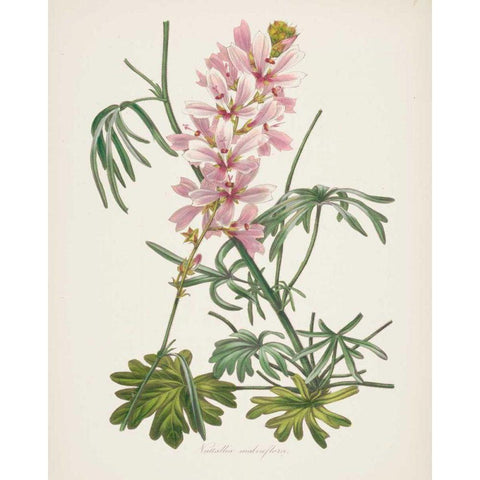 Antique Botanical LVII Cream Black Modern Wood Framed Art Print by Wild Apple Portfolio