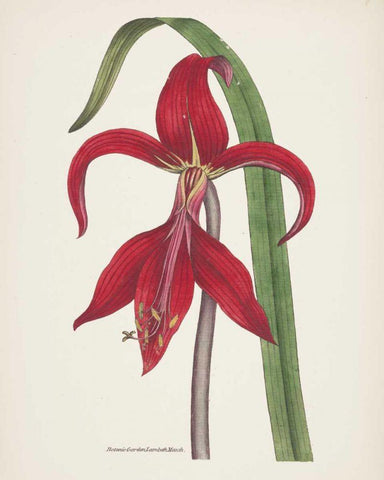 Antique Botanical XIV Cream White Modern Wood Framed Art Print with Double Matting by Wild Apple Portfolio