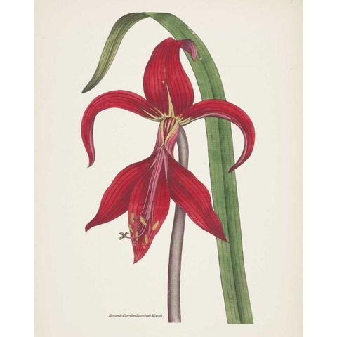 Antique Botanical XIV Cream Black Modern Wood Framed Art Print by Wild Apple Portfolio