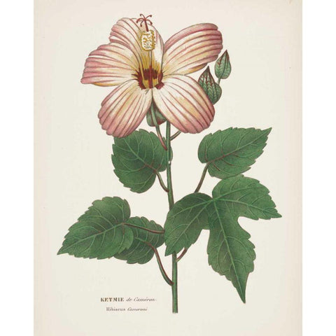 Antique Botanical XXVII Cream White Modern Wood Framed Art Print by Wild Apple Portfolio