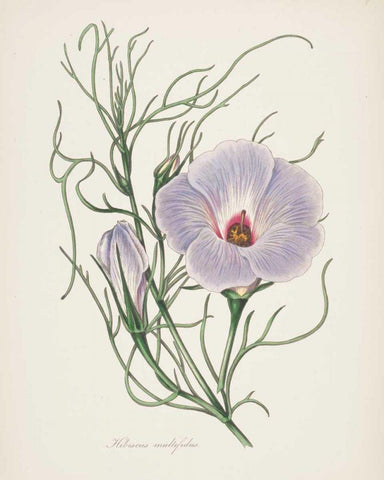 Antique Botanical XXX Cream White Modern Wood Framed Art Print with Double Matting by Wild Apple Portfolio