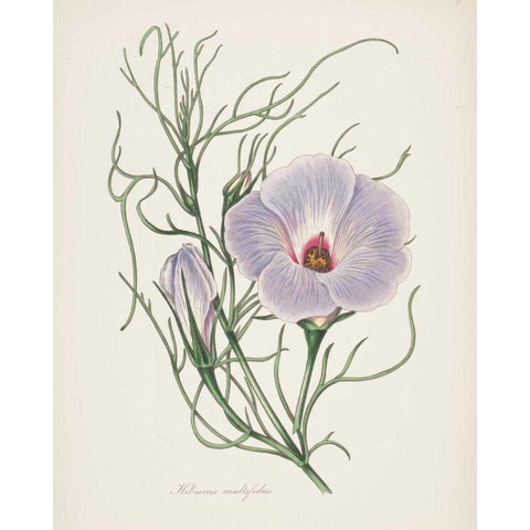 Antique Botanical XXX Cream Black Modern Wood Framed Art Print by Wild Apple Portfolio