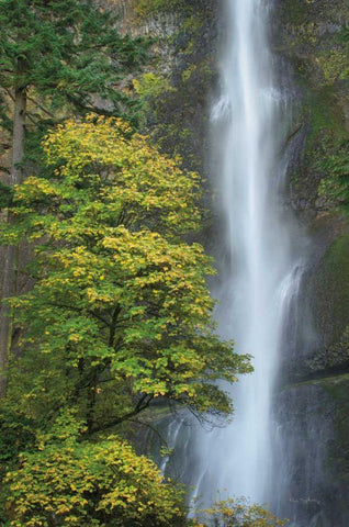 Multnomah Falls color Black Ornate Wood Framed Art Print with Double Matting by Majchrowicz, Alan