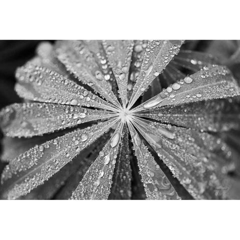 Raindrops on Lupine White Modern Wood Framed Art Print by Marshall, Laura
