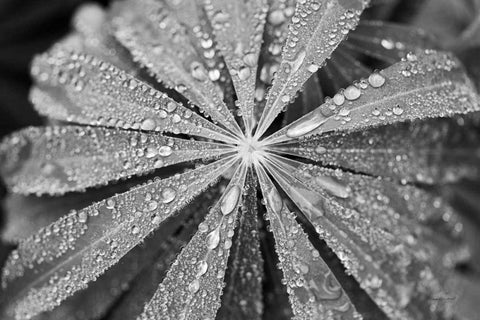Raindrops on Lupine Black Ornate Wood Framed Art Print with Double Matting by Marshall, Laura