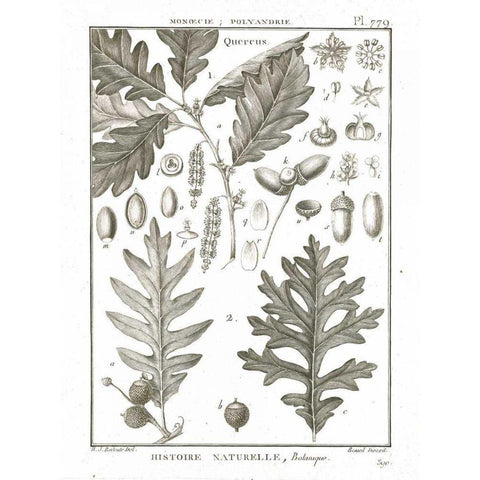 Histoire Naturelle Botanique I Light Black Modern Wood Framed Art Print by Wild Apple Portfolio