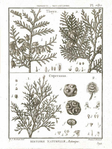 Histoire Naturelle Botanique II Light Black Ornate Wood Framed Art Print with Double Matting by Wild Apple Portfolio