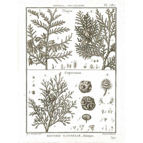 Histoire Naturelle Botanique II Light Black Modern Wood Framed Art Print with Double Matting by Wild Apple Portfolio