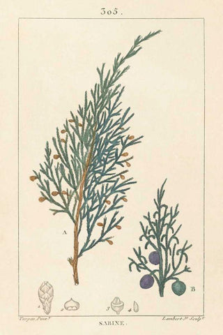 Sabine Drawing Black Ornate Wood Framed Art Print with Double Matting by Wild Apple Portfolio