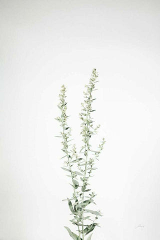 Simple Stems IV White Modern Wood Framed Art Print with Double Matting by Bradley, Felicity