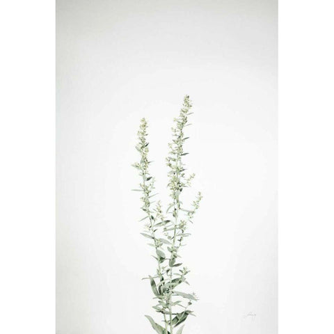 Simple Stems IV Black Modern Wood Framed Art Print by Bradley, Felicity