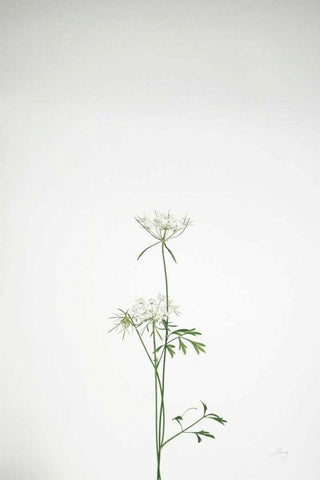 Simple Stems VI White Modern Wood Framed Art Print with Double Matting by Bradley, Felicity