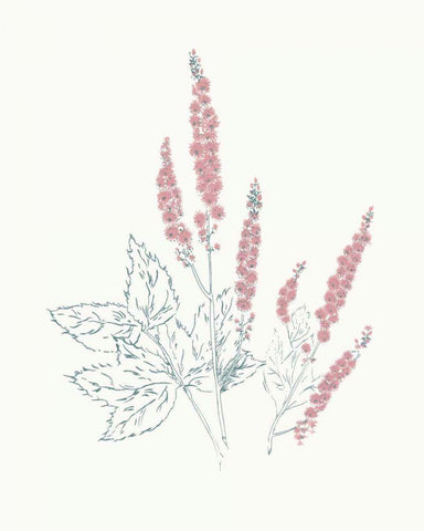 Flowers on White VII Contemporary Bright White Modern Wood Framed Art Print with Double Matting by Wild Apple Portfolio