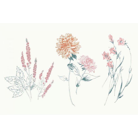 Flowers on White VIII Contemporary Bright Black Modern Wood Framed Art Print with Double Matting by Wild Apple Portfolio