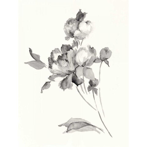 Peony Blossoms Gray Crop White Modern Wood Framed Art Print by Wild Apple Portfolio