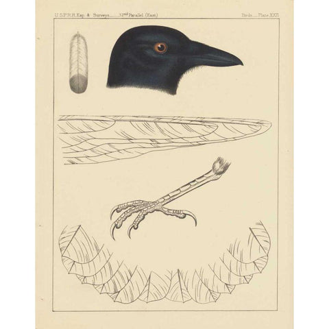 Bird Prints I White Modern Wood Framed Art Print by Wild Apple Portfolio