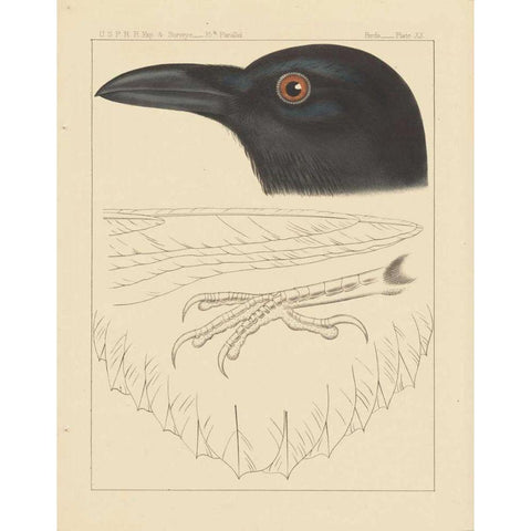 Bird Prints II Black Modern Wood Framed Art Print by Wild Apple Portfolio