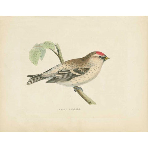 Mealy Redpole Print White Modern Wood Framed Art Print by Wild Apple Portfolio