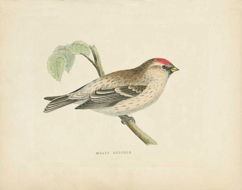 Mealy Redpole Print White Modern Wood Framed Art Print with Double Matting by Wild Apple Portfolio