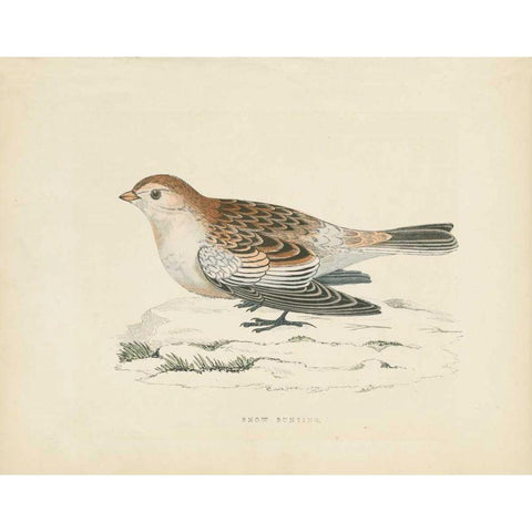 Snow Bunting Print Black Modern Wood Framed Art Print by Wild Apple Portfolio