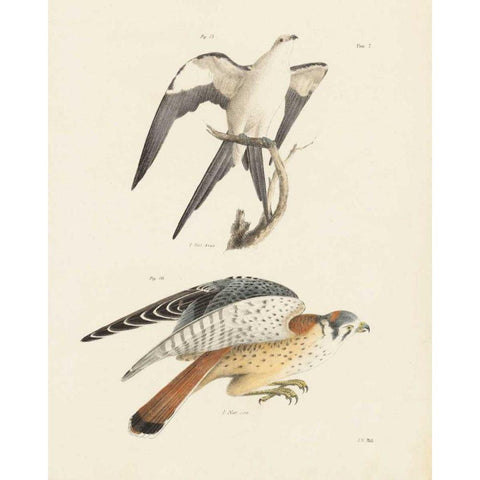 Birds of Prey I White Modern Wood Framed Art Print by Wild Apple Portfolio