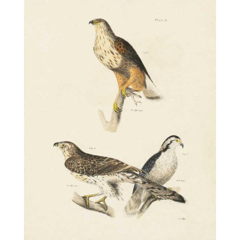 Birds of Prey II Black Modern Wood Framed Art Print with Double Matting by Wild Apple Portfolio