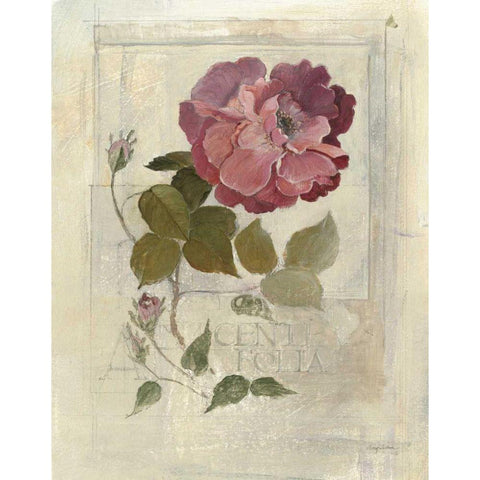 Centifolia Rose Crop Gold Ornate Wood Framed Art Print with Double Matting by Tillmon, Avery