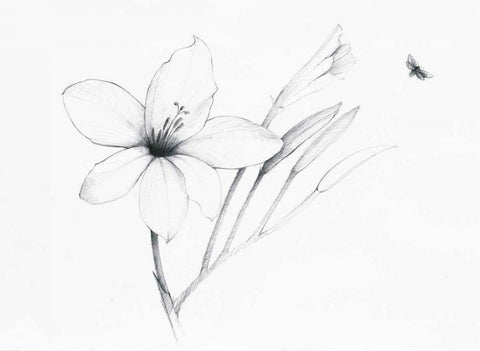 Graphite Floral II White Modern Wood Framed Art Print with Double Matting by Tillmon, Avery