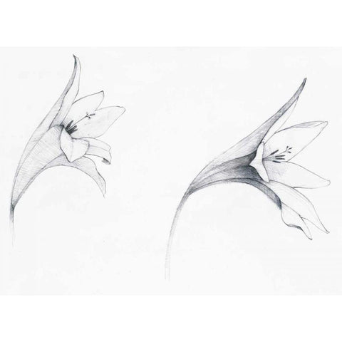 Graphite Floral VI White Modern Wood Framed Art Print by Tillmon, Avery